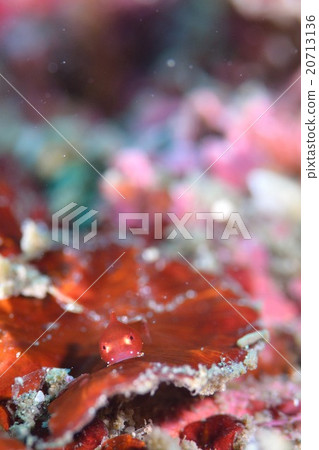 Dango fish Dango fish 20713136