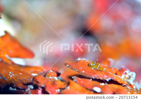 丹戈魚 丹戈魚 20713154