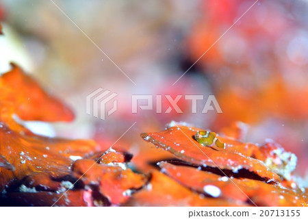 丹戈魚 丹戈魚 20713155