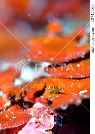 Dango fish Dango fish 20713160