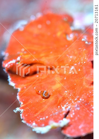 丹戈魚 丹戈魚 20713161