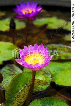 Purple lotus in the pond. Purple lotus in the pond. 20713937