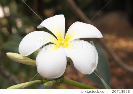 White plumeria White plumeria 20713938