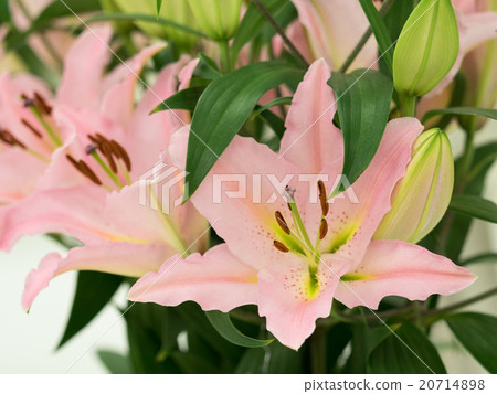 Lily flower 20714898