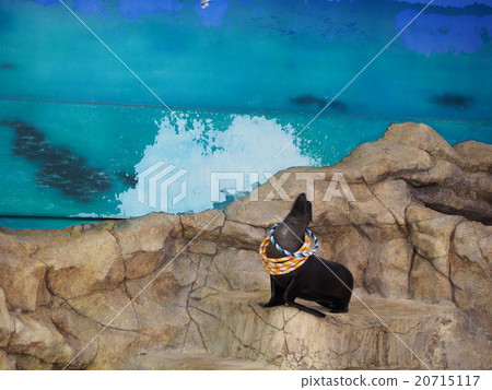 海獅表演 20715117