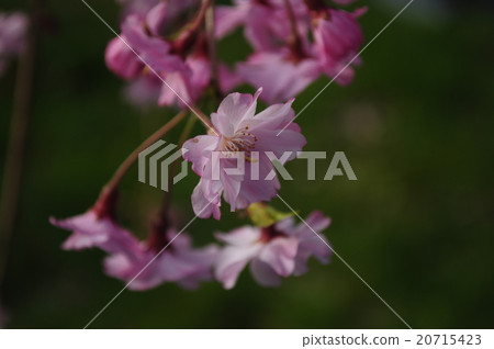 京都皇宮的櫻花 京都皇宮的櫻花 20715423