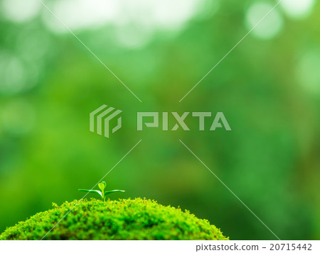 Plant seedling 20715442