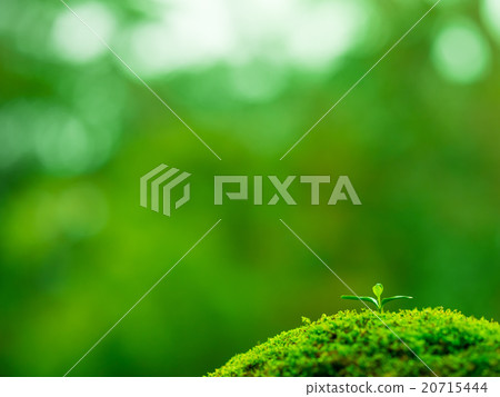 Plant seedling 20715444