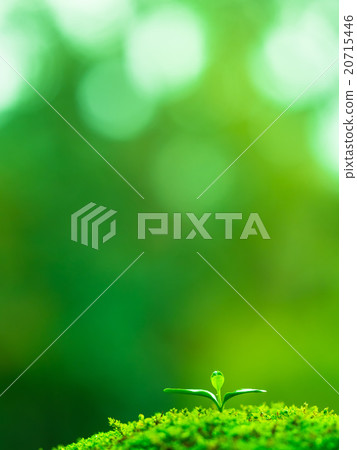 Plant seedling 20715446