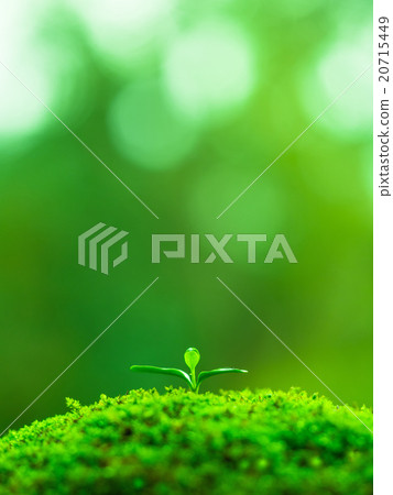 Plant seedling 20715449