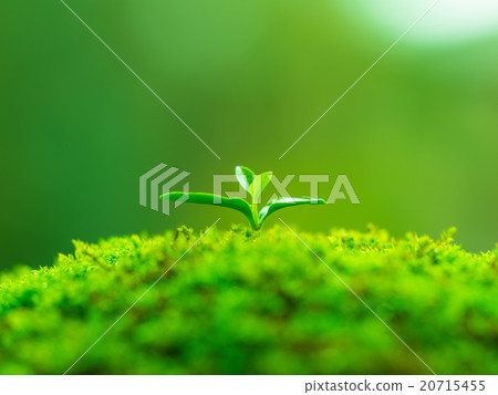 Plant seedling 20715455