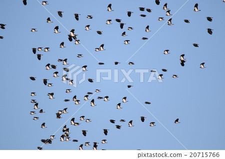 塔格利群 塔格利群 20715766