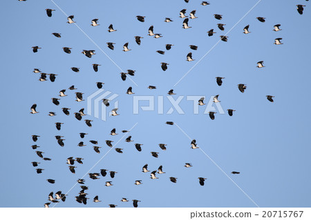 Flock of Tageli Flock of Tageli 20715767
