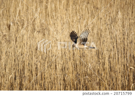 Powered by Translate Powered by Translate 20715799