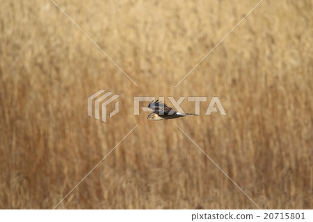 Powered by Translate 20715801