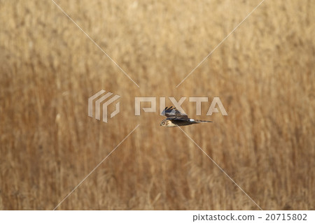 Powered by Translate 20715802