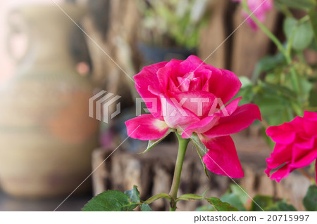 Beautiful sweet pink rose flower in nature 20715997
