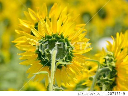 Behind the sunflower 20717549