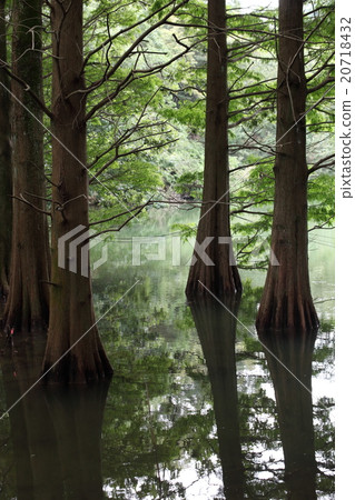 Sasaguri Kyudai no Mori 20718432