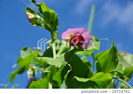 Silk flower flowers Silk flower flowers 20718791