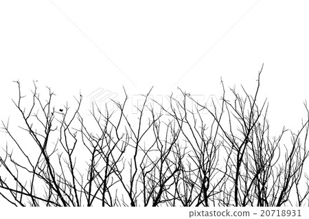 Leafless tree branch, black and white background. 20718931