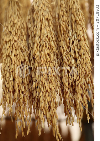 Hanging rice in the husks, paddy, unmilled. Hanging rice in the husks, paddy, unmilled. 20718933