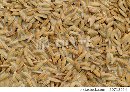 Abstract art made from paddy rice for background. 20718934