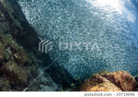 sardine school of fish underwater sardine school of fish underwater 20719096