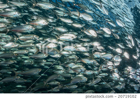 sardine school of fish underwater sardine school of fish underwater 20719102