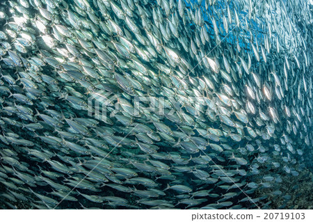 sardine school of fish underwater sardine school of fish underwater 20719103