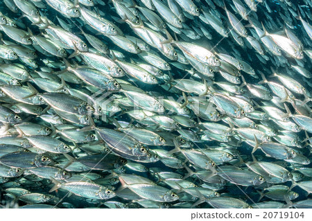 sardine school of fish underwater sardine school of fish underwater 20719104