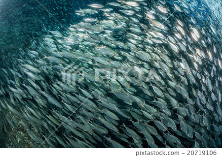 sardine school of fish underwater sardine school of fish underwater 20719106