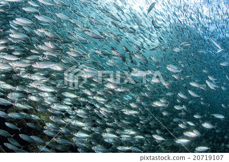 sardine school of fish underwater sardine school of fish underwater 20719107