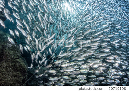 sardine school of fish underwater sardine school of fish underwater 20719108