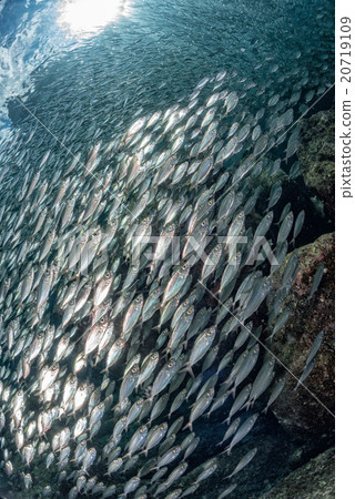 sardine school of fish underwater sardine school of fish underwater 20719109