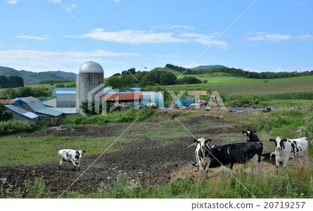 Ranch of Wakusugi in Saroma Town 20719257
