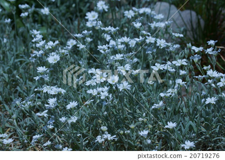 It is called White Eclaimed Grasshopper White Powdery Celastium. 20719276