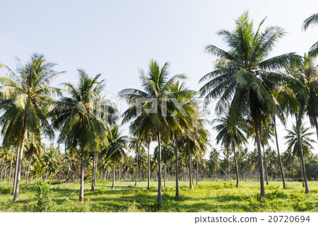 Coconut plantation 20720694