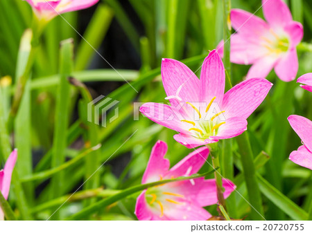 Fairy Lily  flower in garden 20720755