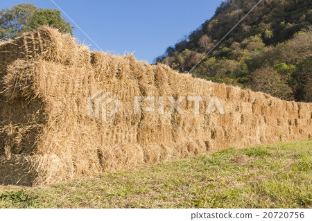 Field with bales of hay Field with bales of hay 20720756