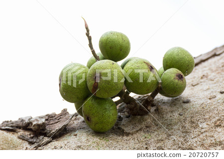 Fig fruit Fig fruit 20720757