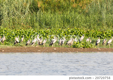 Flock of Asian Openbill in marsh Flock of Asian Openbill in marsh 20720758