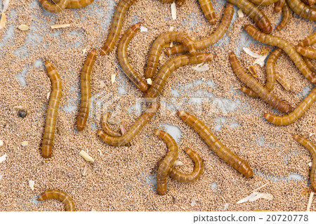 Mealworms 20720778