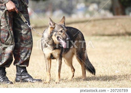 Training Dogs of War Training Dogs of War 20720789