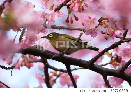 Kawazu cherry tree and mezzo 20720829