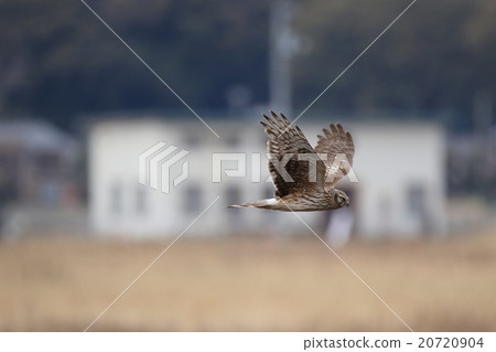 Powered by Translate Powered by Translate 20720904