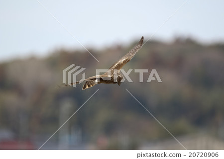 Powered by Translate Powered by Translate 20720906