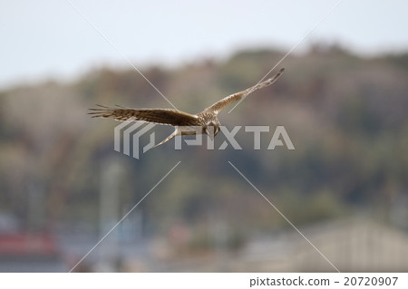 Powered by Translate Powered by Translate 20720907