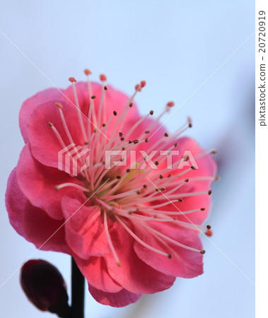 在早晨的陽光下出現的紅色花朵（紅梅） 20720919