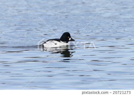 Rhododendron 20721273